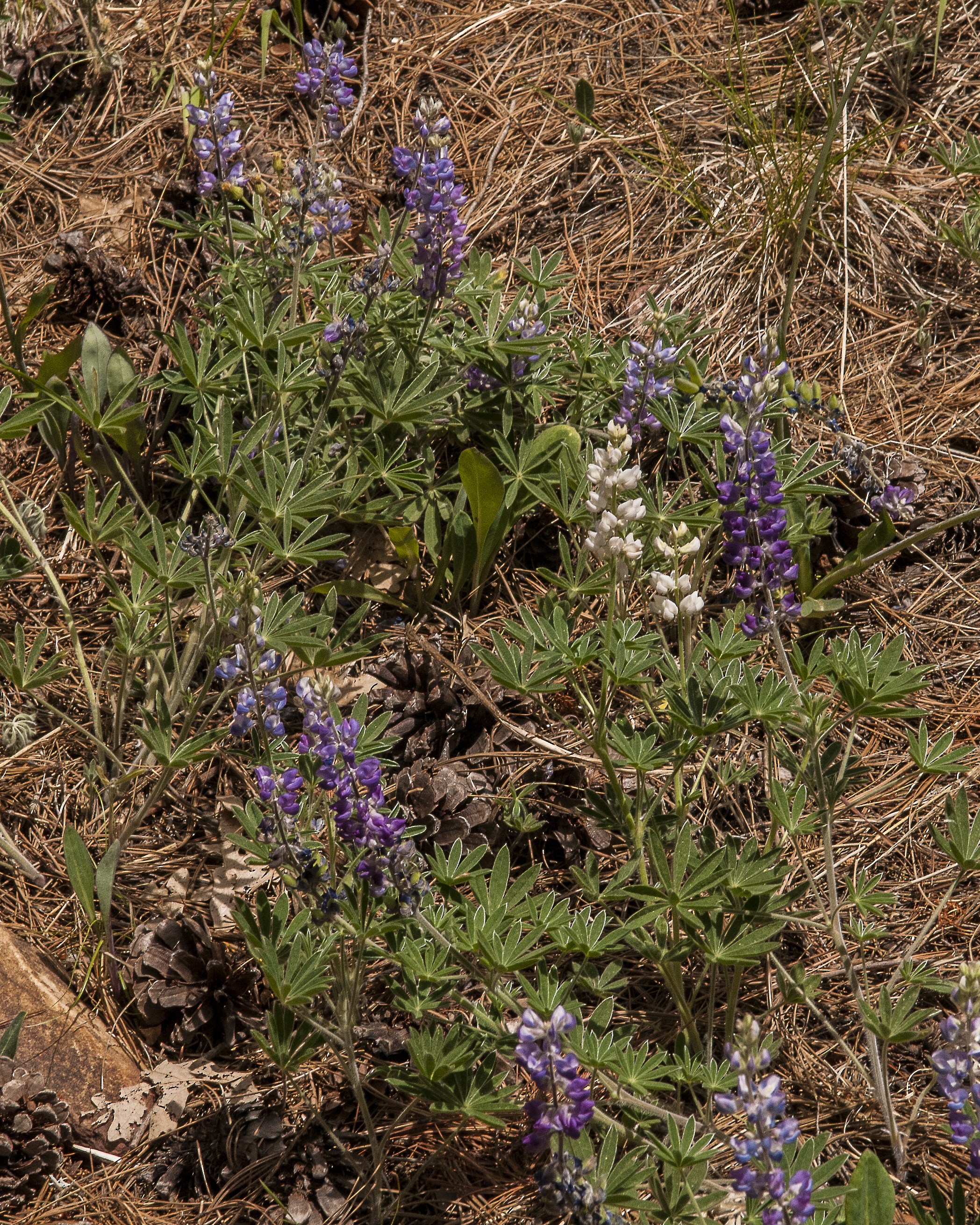 Palmer Lupine Plant