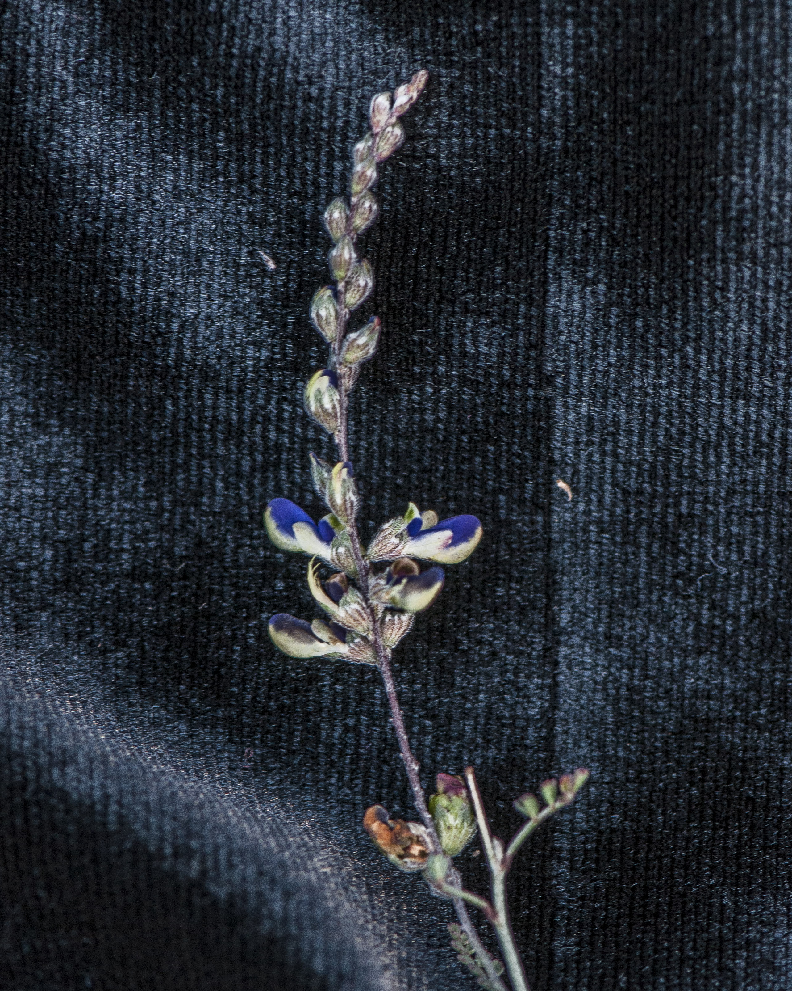 Parry's Dalea Flower