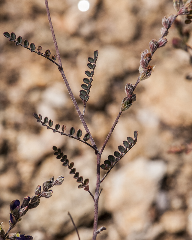 Parry's Dalea Leaves