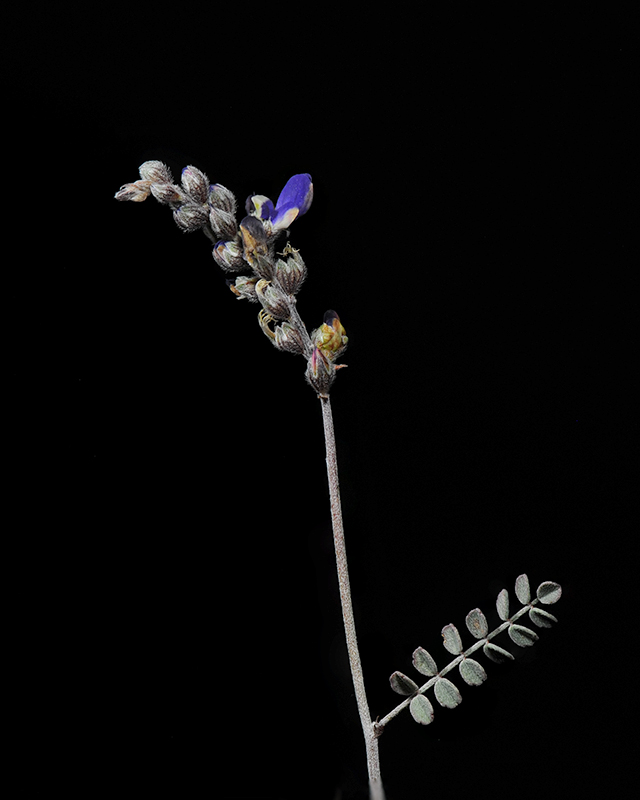 Parry's Dalea Flower