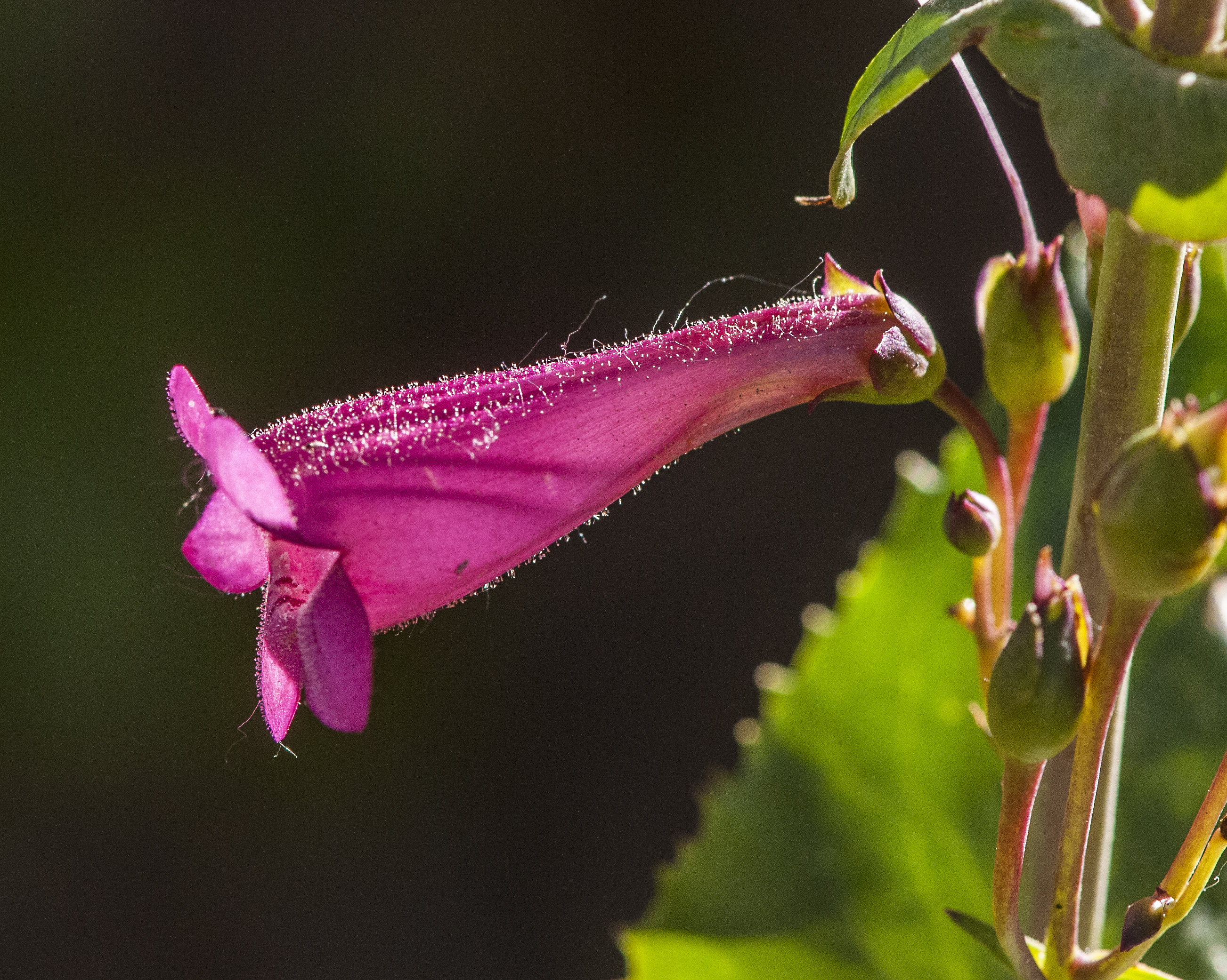 Parry Penstemon Flower