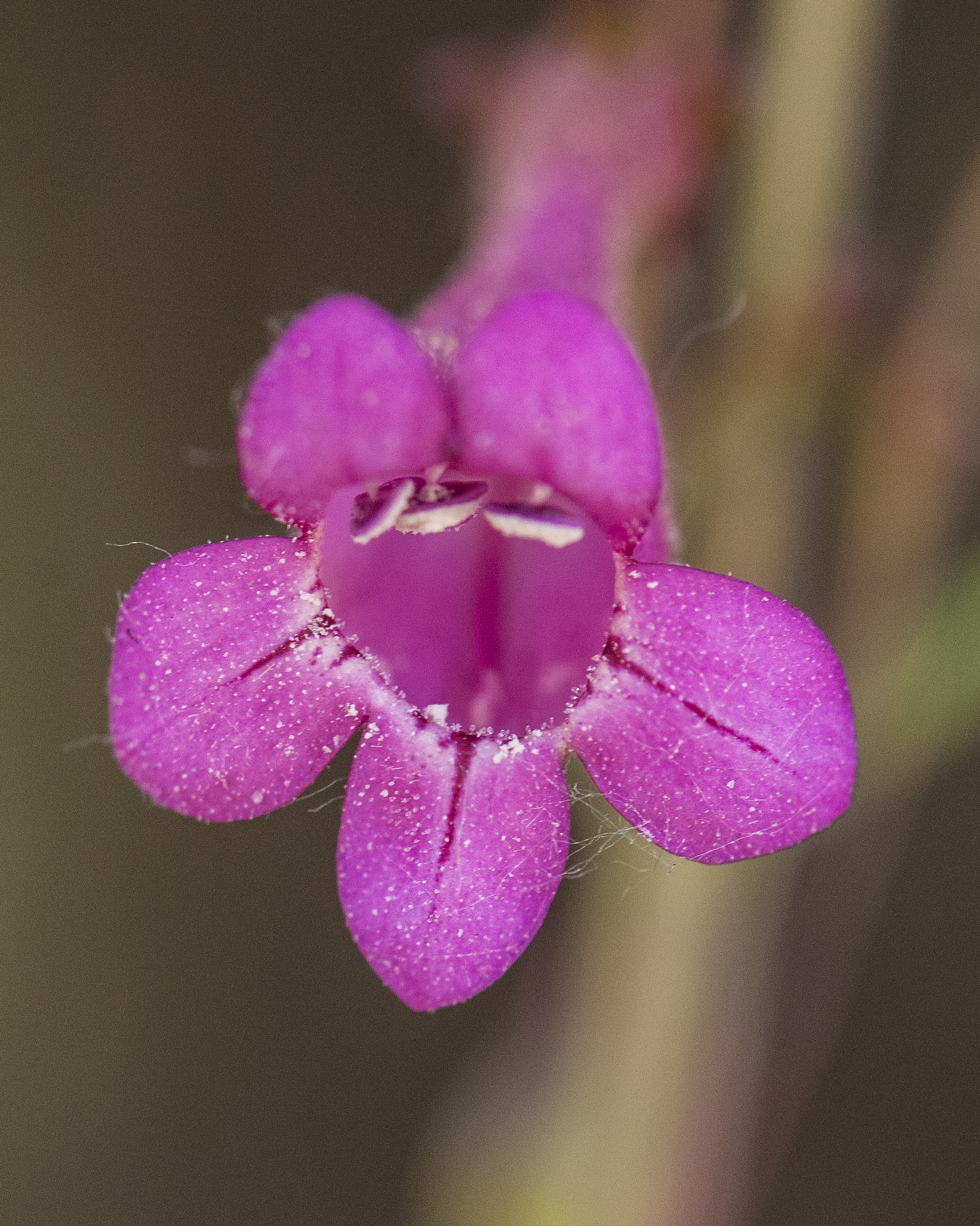 Parry Penstemon Flower
