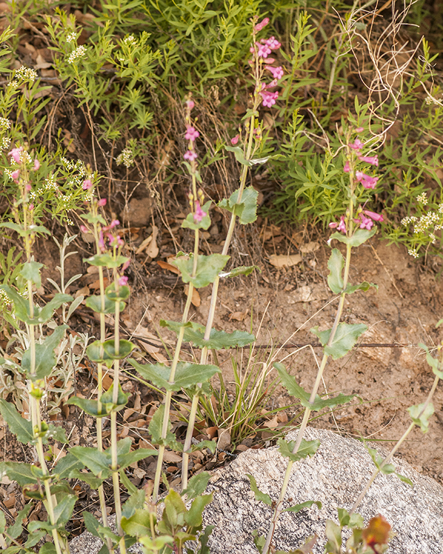 Parry Penstemon Plant