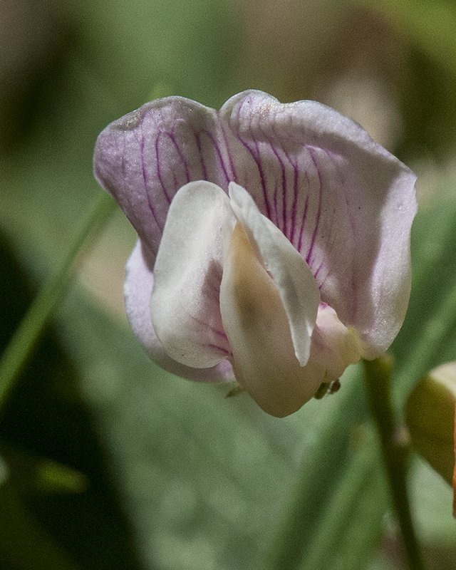 Peavine Flower