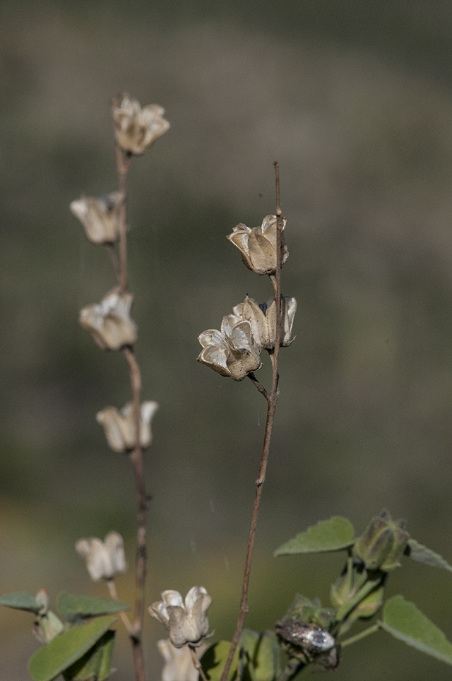 Pelotazo Plant