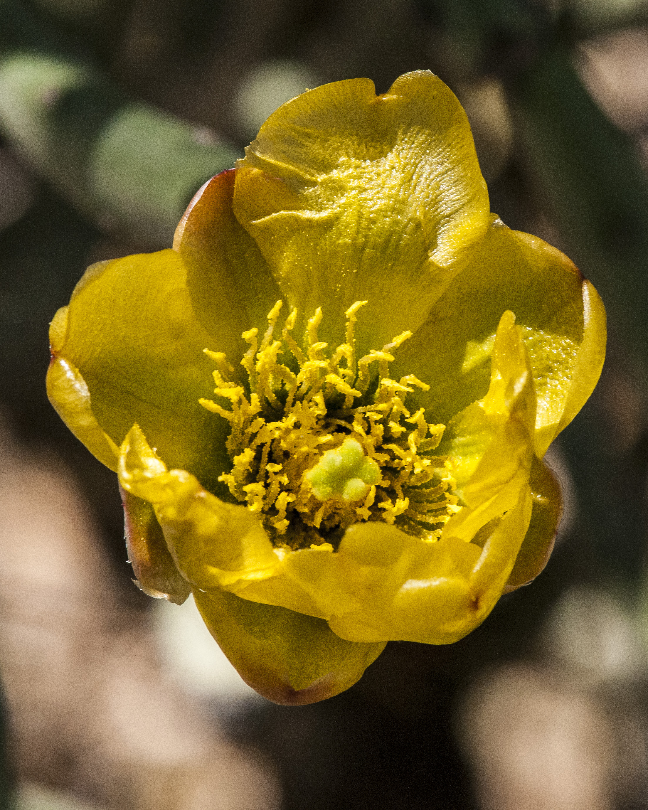 Pencil Cactus Flower