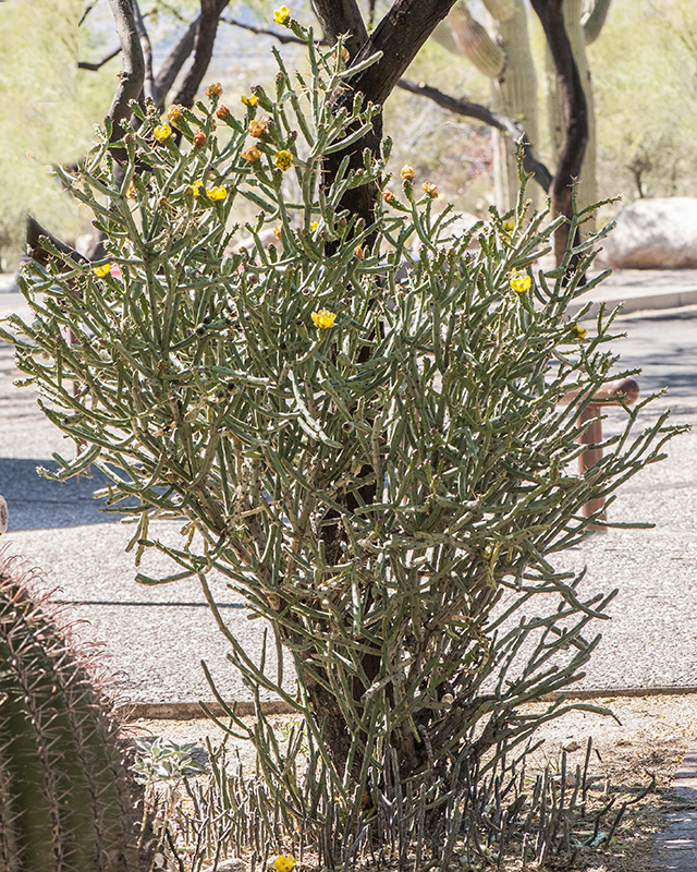 Pencil Cholla Plant