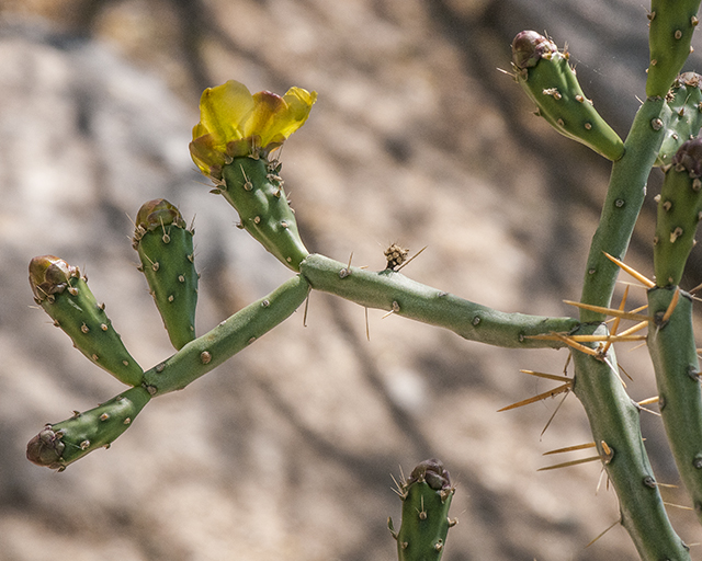 Pencil Cholla Stem