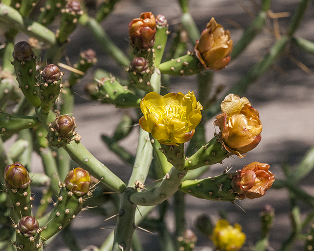 Pencil Cholla Stem