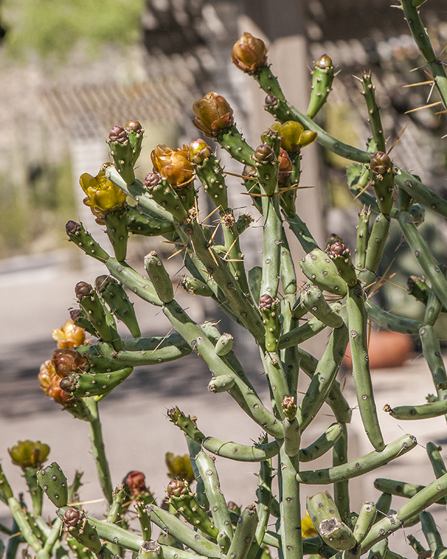 Pencil Cholla Stem