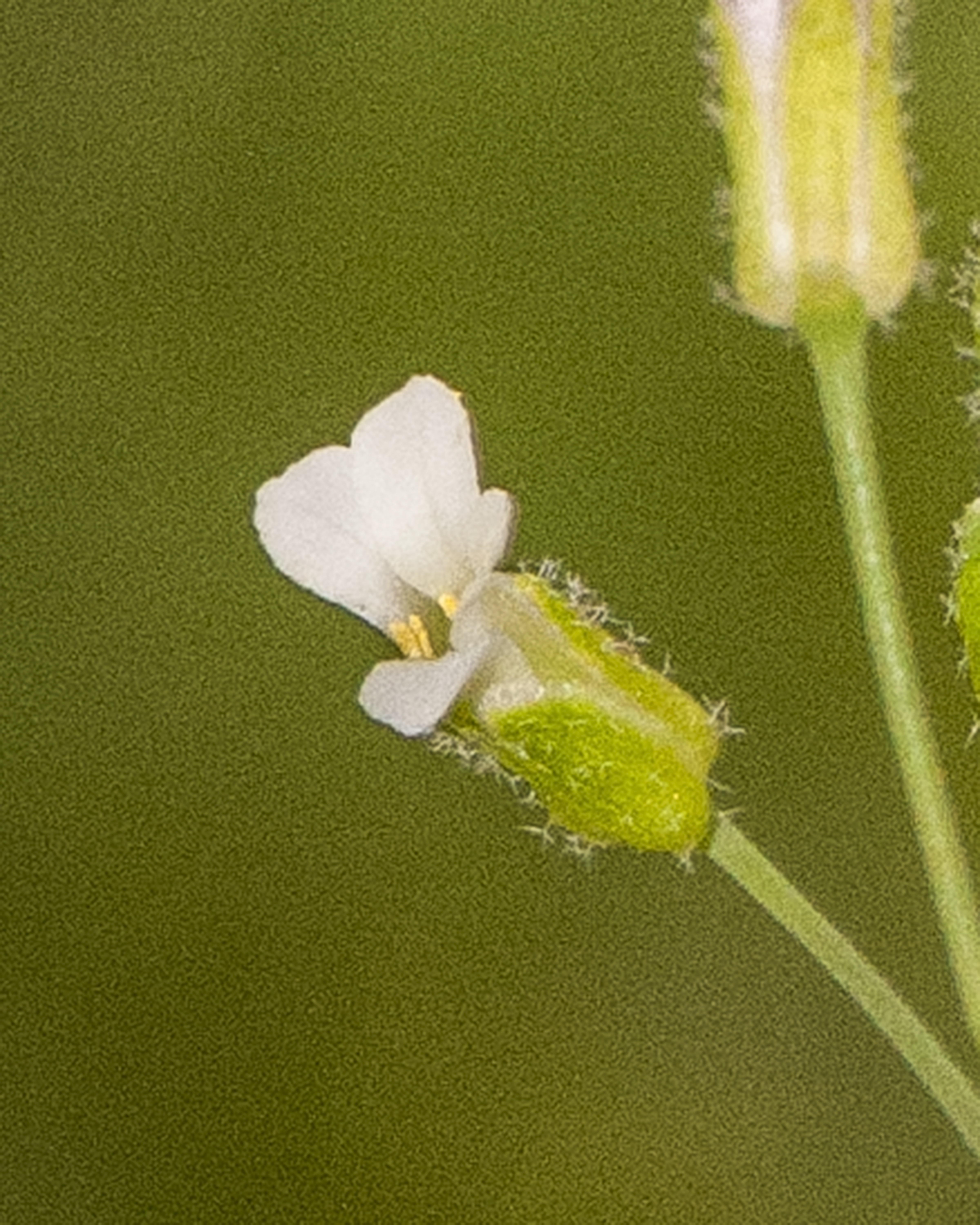 Perennial Rockcress Flower
