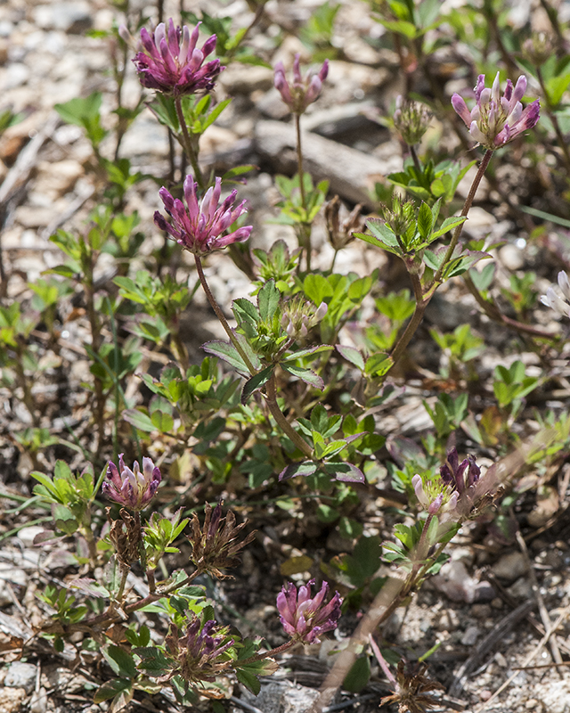 Pine Clover Plant