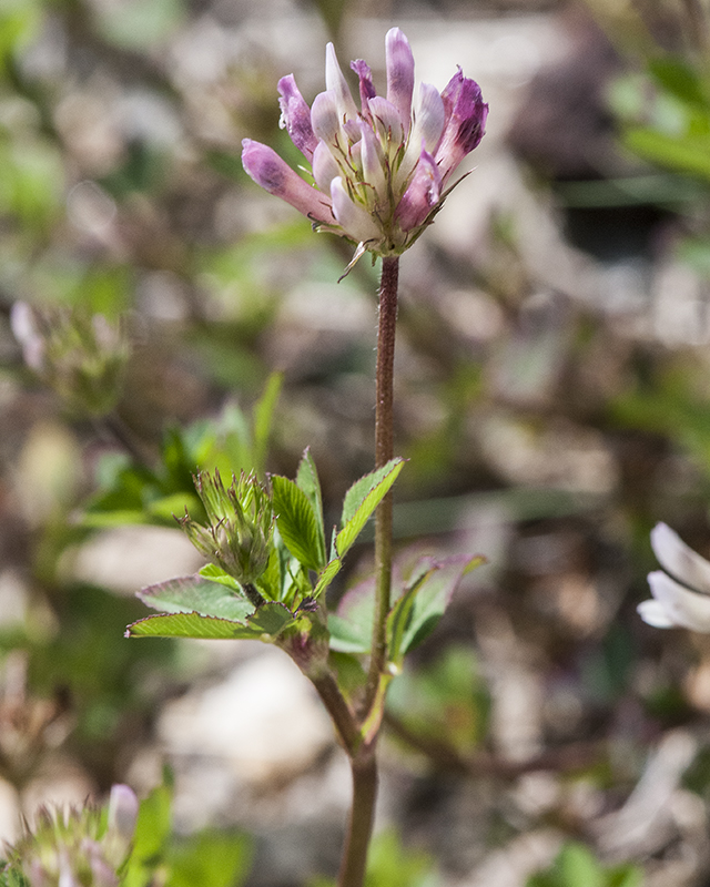 Pine Clover Stem