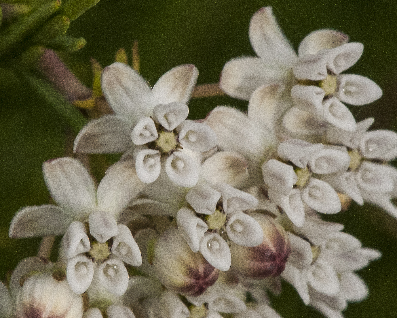 Pineleaf Milkweed Flower