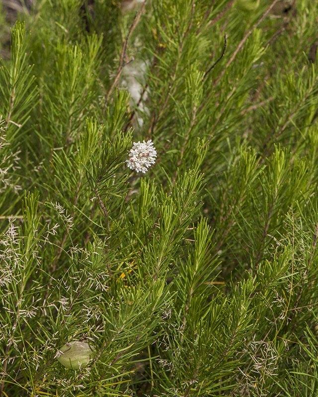 Pineleaf Milkweed Plant