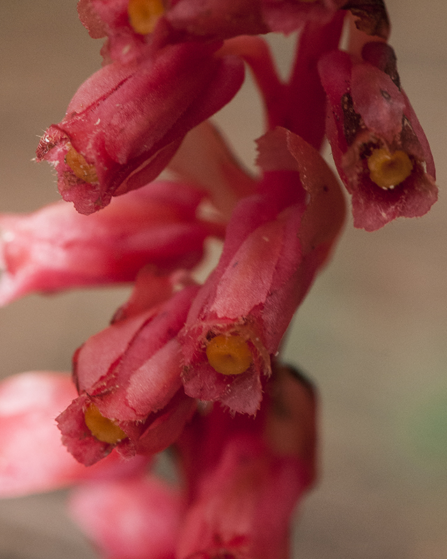 Pinesap Flower