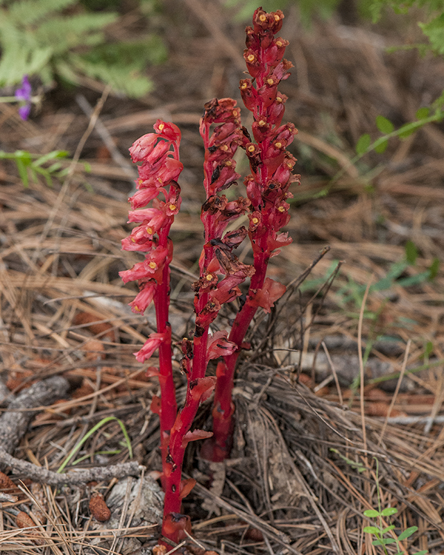 Pinesap Plant