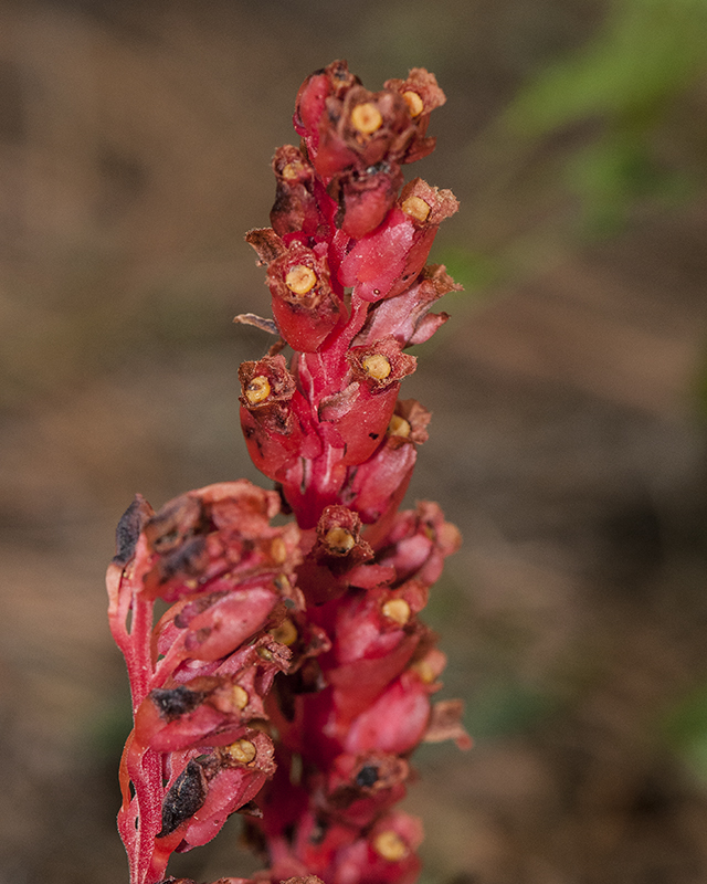 Pinesap Stem