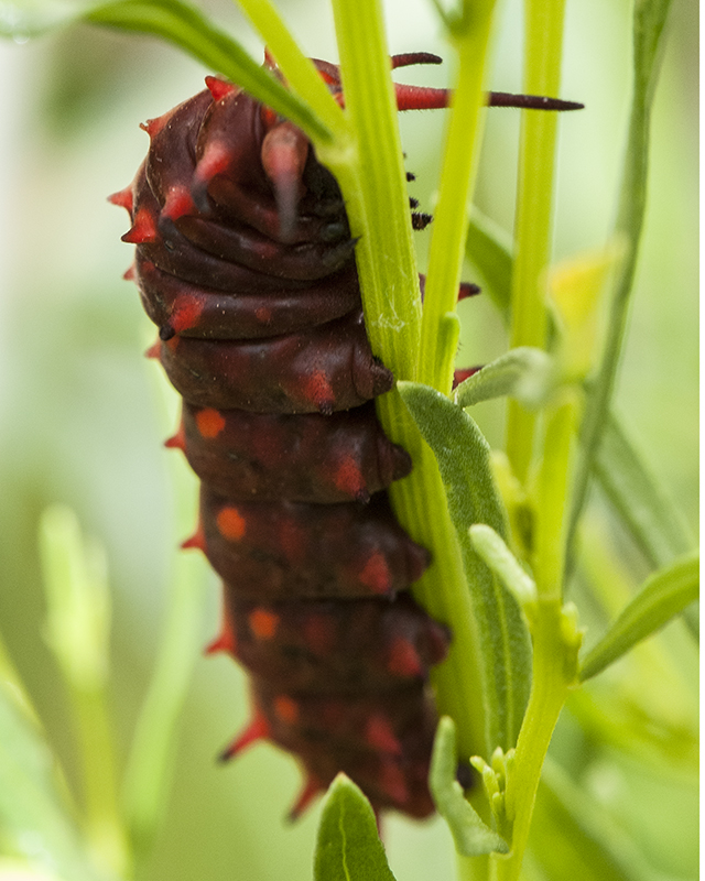 Pipevine Caterpillar