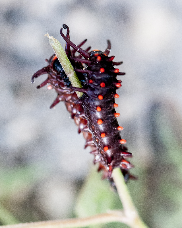 Pipevine Caterpillar