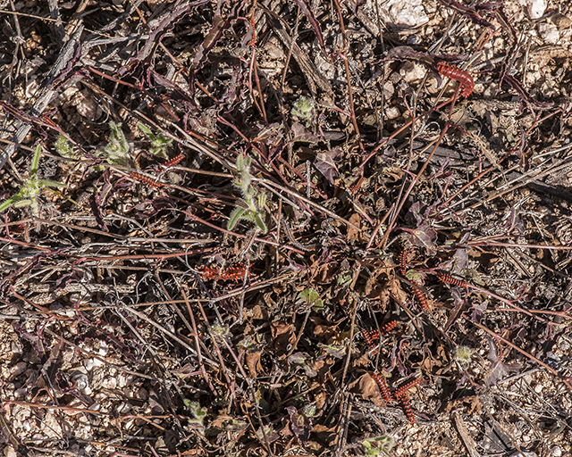 Pipevine Caterpillar