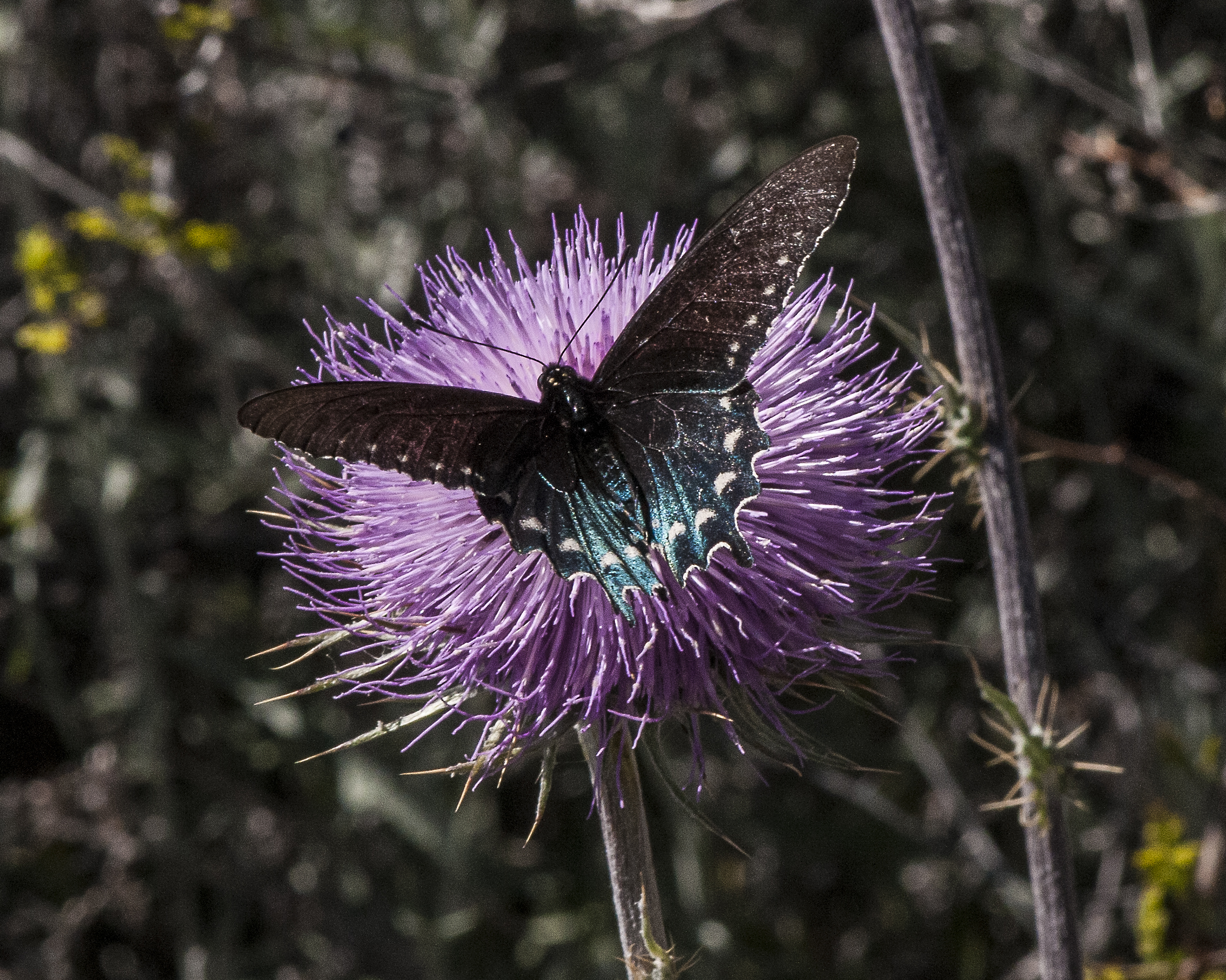 Pipevine Swallowtail
