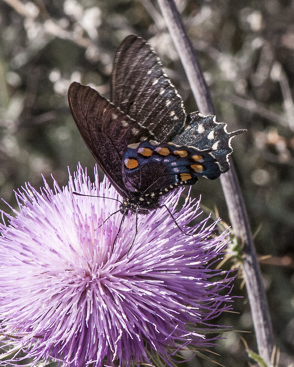 Pipevine Swallowtail