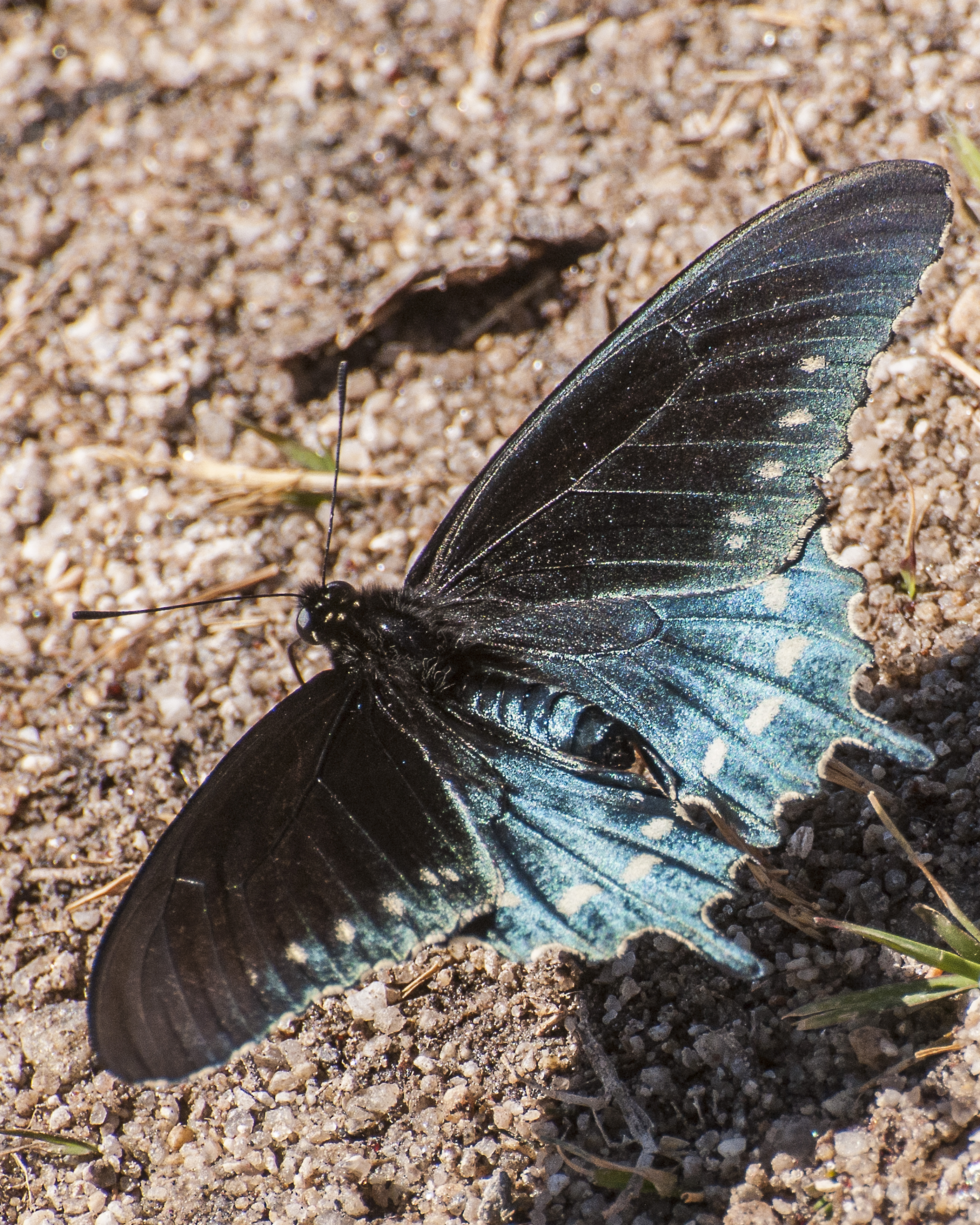 Pipevine Swallowtail