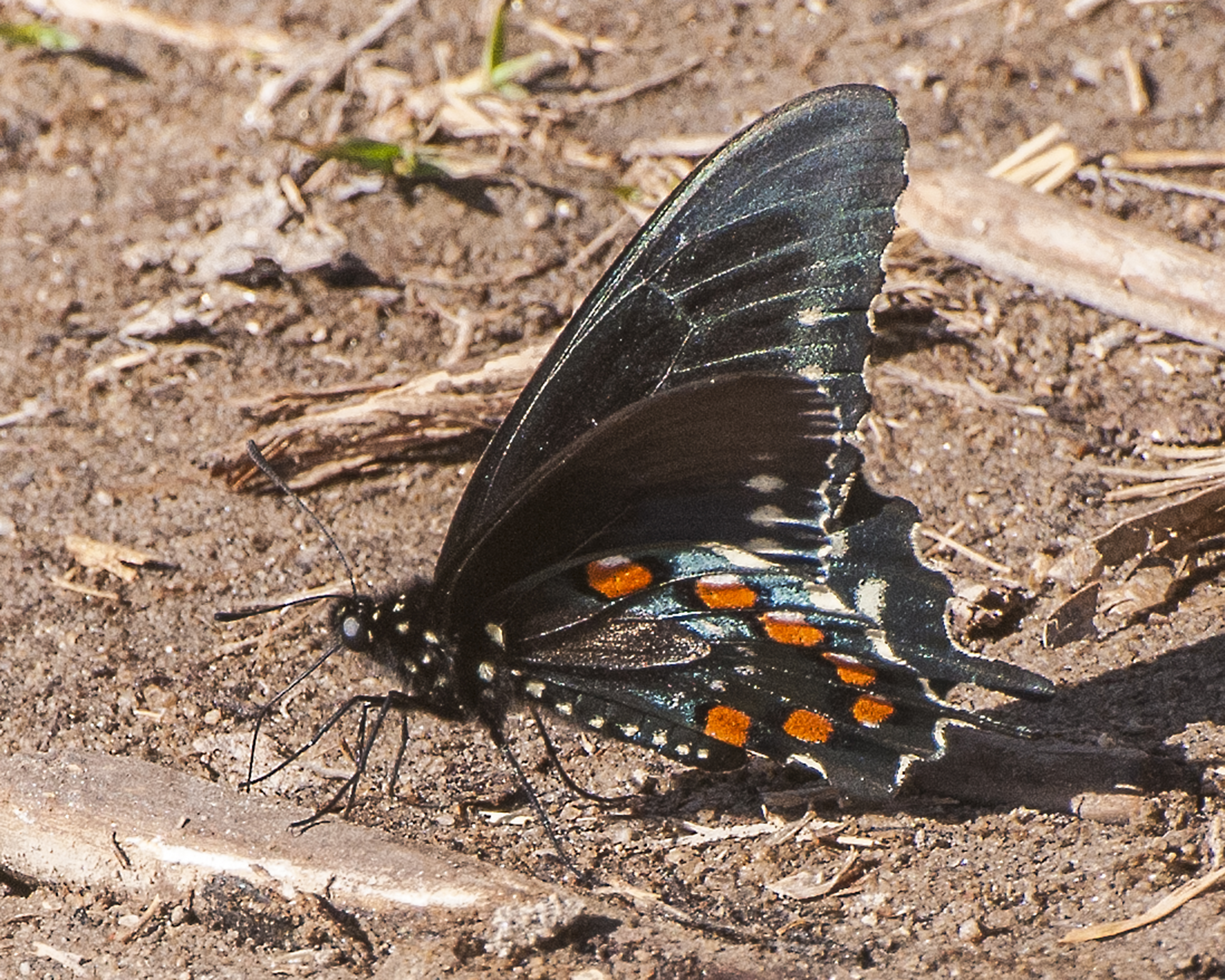 Pipevine Swallowtail