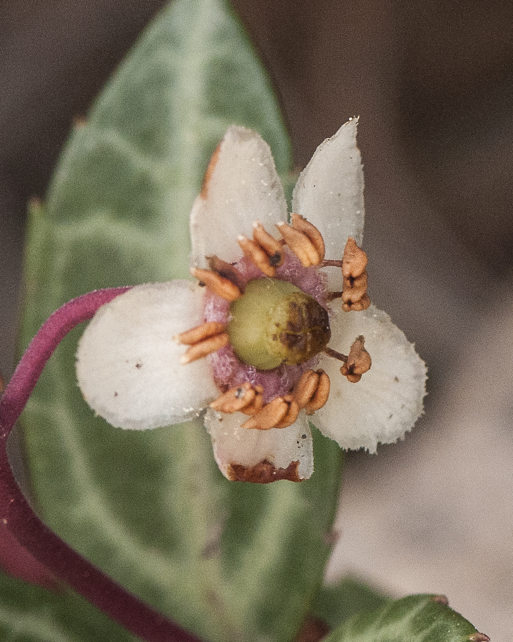 Pipsissewa Flower