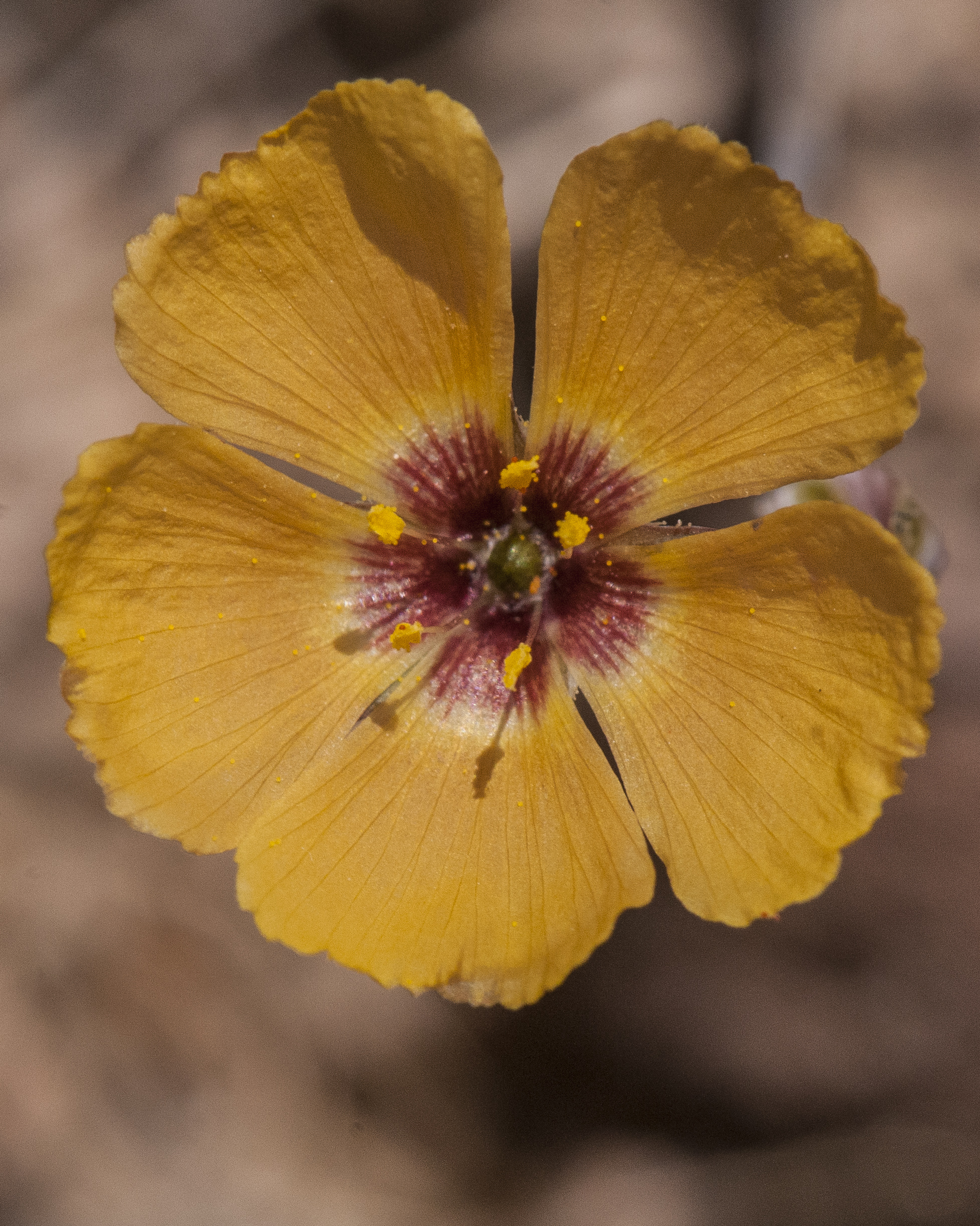 Plains Flax Flower