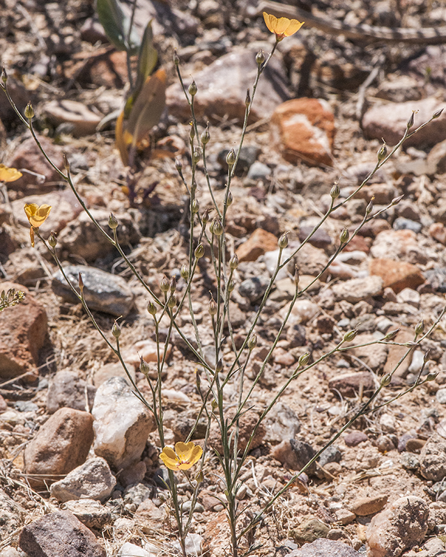 Plains Flax Plant