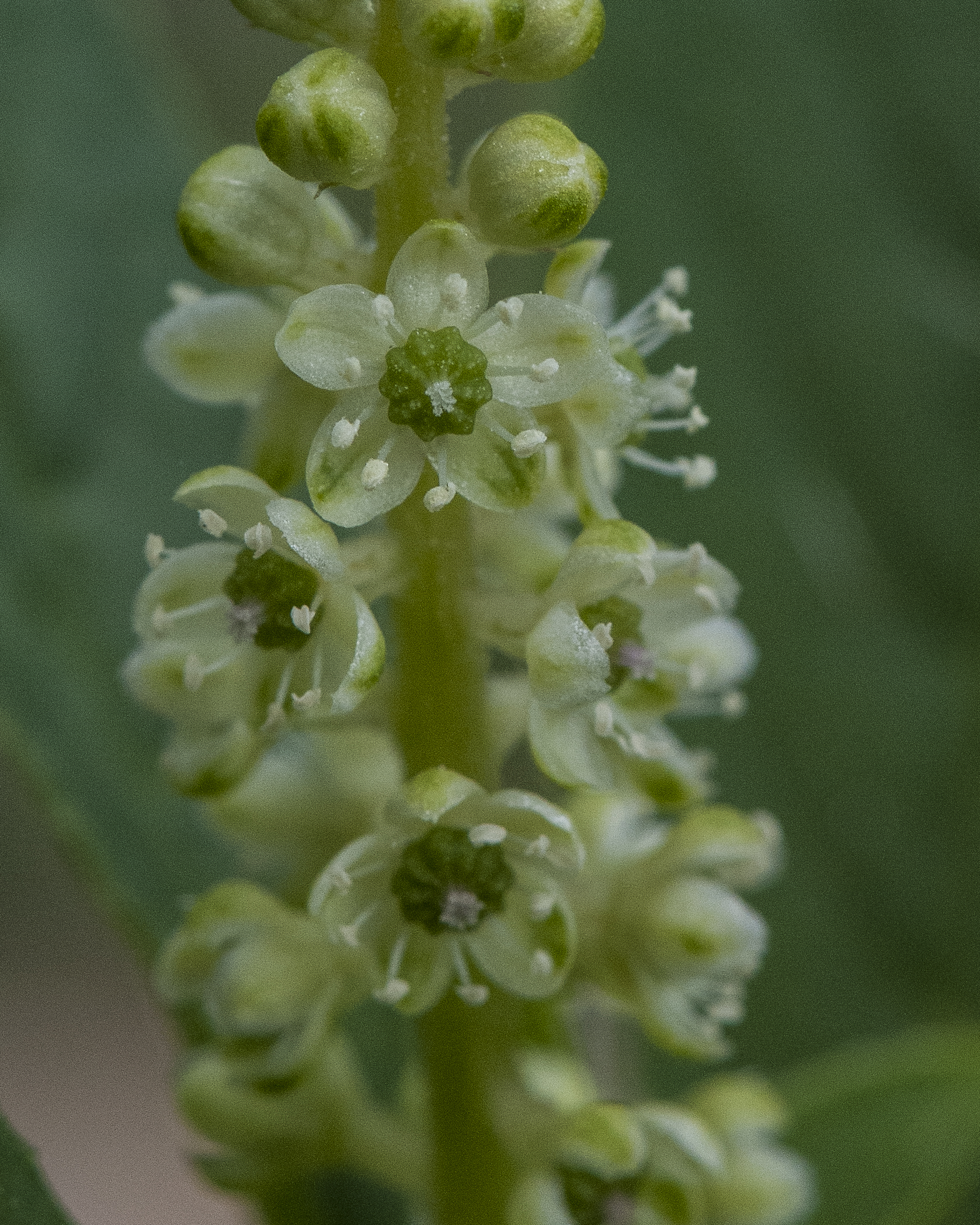 Pokeberry Flower