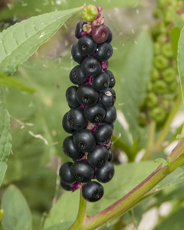 Pokeberry Berries