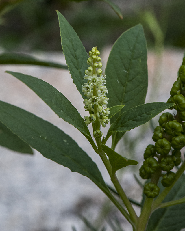 Pokeberry Leaves