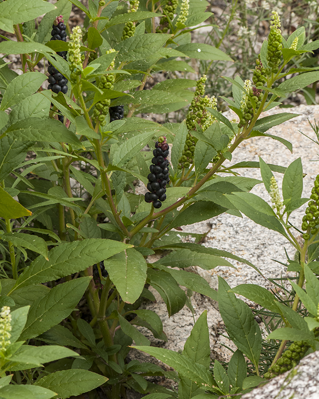 Pokeberry Plant