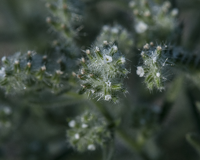 Popcorn Flower