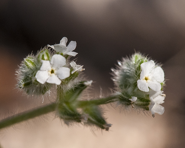 Popcorn Flower Flower