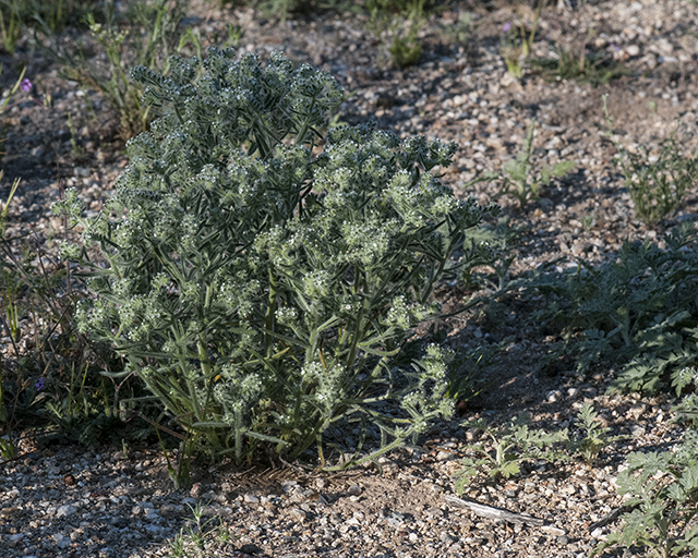 Popcorn Flower Plant