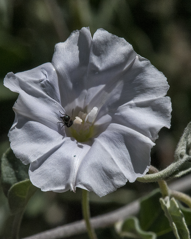 Pringle's Clustervine Flower