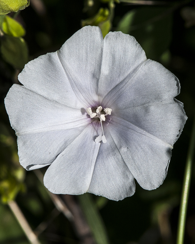 Pringle's Clustervine Flower