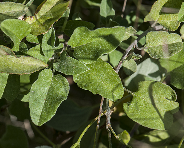 Pringle's Clustervine Leaves