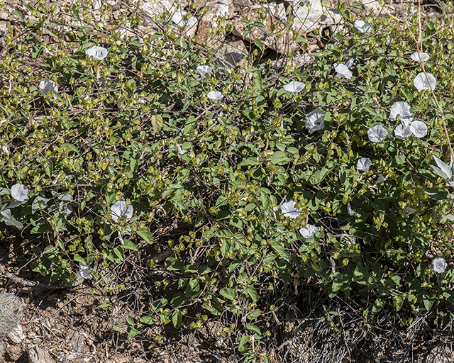 Pringle's Clustervine Plant