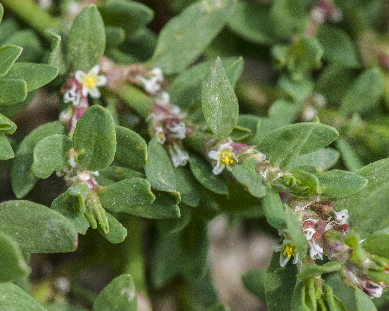 Prostrate Knotweed Flower