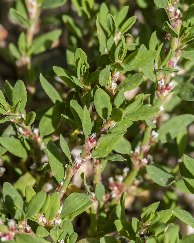 Prostrate Knotweed Leaves