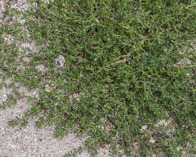 Prostrate Knotweed Plant