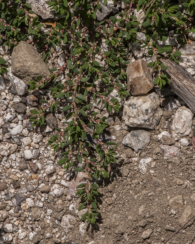 Prostrate Knotweed Stem