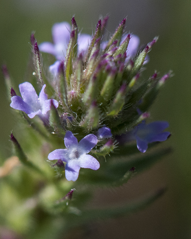 Prostrate Verbena Flower