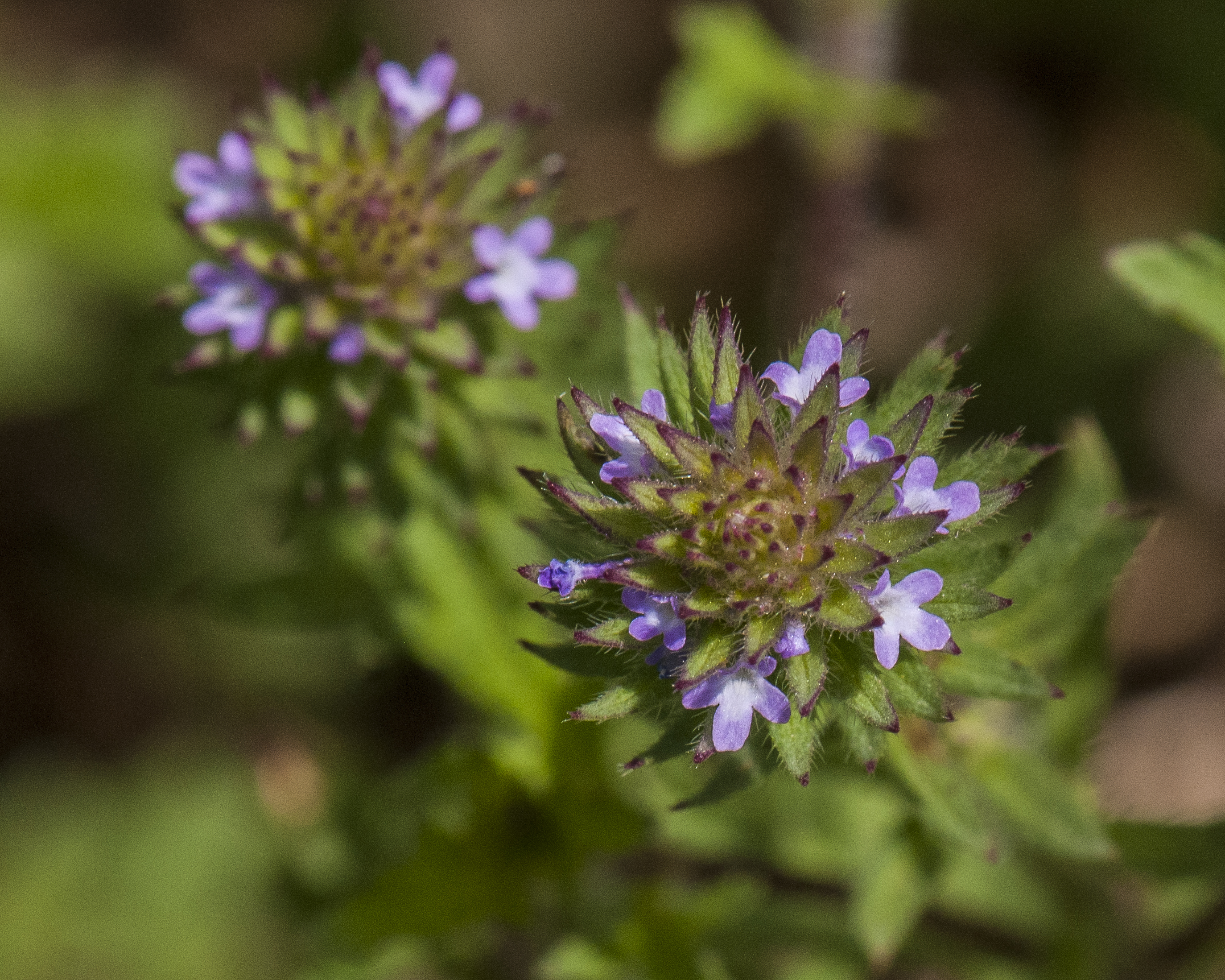 Prostrate Verbena Flower