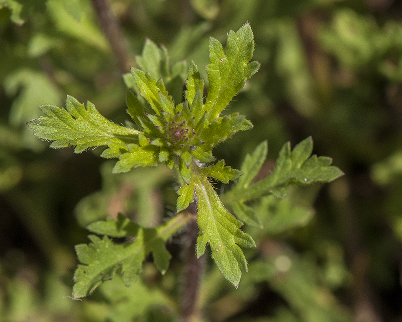 Prostrate Verbena Leaves